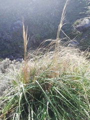 Austroderia splendens
