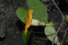 Ipomoea obscura