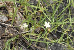 Xenostegia tridentata