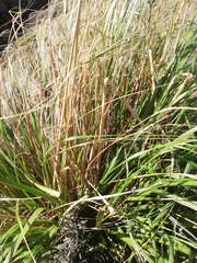 Austroderia splendens