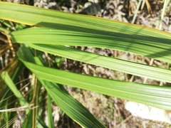 Austroderia splendens