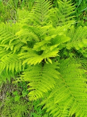 Athyrium sinense