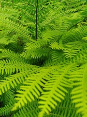 Athyrium sinense