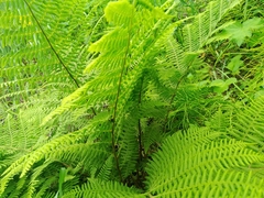 Athyrium sinense