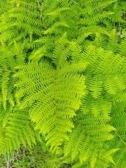 Athyrium sinense