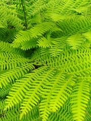 Athyrium sinense