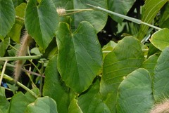 Cissus rhodotricha