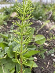 Equisetum arvense