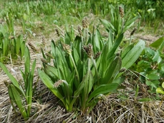 Plantago macrocarpa