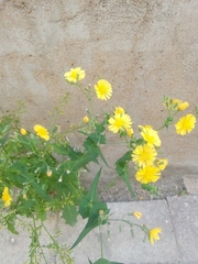 Crepidiastrum sonchifolium