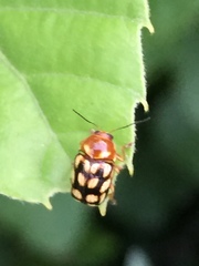 Cryptocephalus perelegans