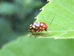 Cryptocephalus perelegans