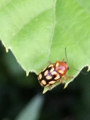 Cryptocephalus perelegans