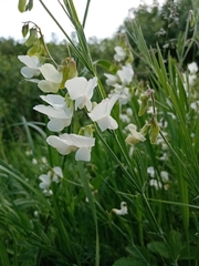Lathyrus pallescens