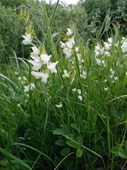 Lathyrus pallescens