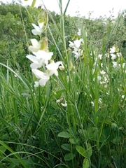 Lathyrus pallescens