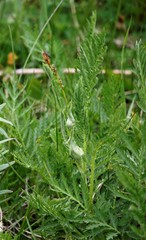 Tanacetum vulgare boreale