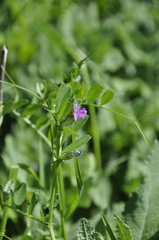 Vicia sativa nigra