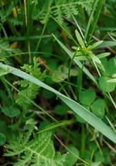 Tanacetum vulgare boreale