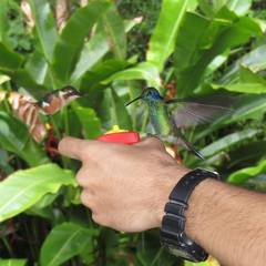 Chaetocercus heliodor