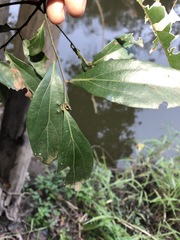 Cryptocarya triplinervis triplinervis