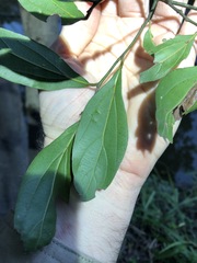 Cryptocarya triplinervis triplinervis