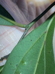 Cryptocarya triplinervis triplinervis