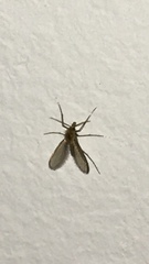 Phlebotominae