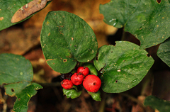Geophila
