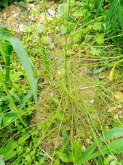 Equisetum arvense
