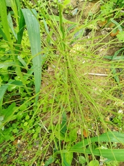 Equisetum arvense