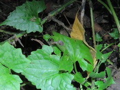 Plectotropis mackensii