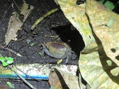 Geothelphusa bicolor