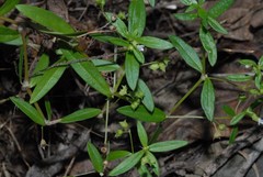 Oldenlandia
