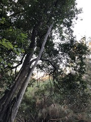 Cryptocarya triplinervis triplinervis