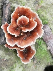 Podoscypha petalodes