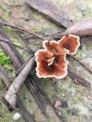 Podoscypha petalodes