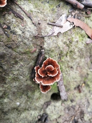 Podoscypha petalodes