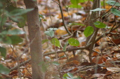 Thryophilus pleurostictus