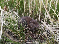Arvicola amphibius