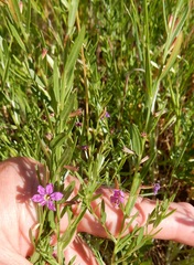 Lythrum alatum lanceolatum