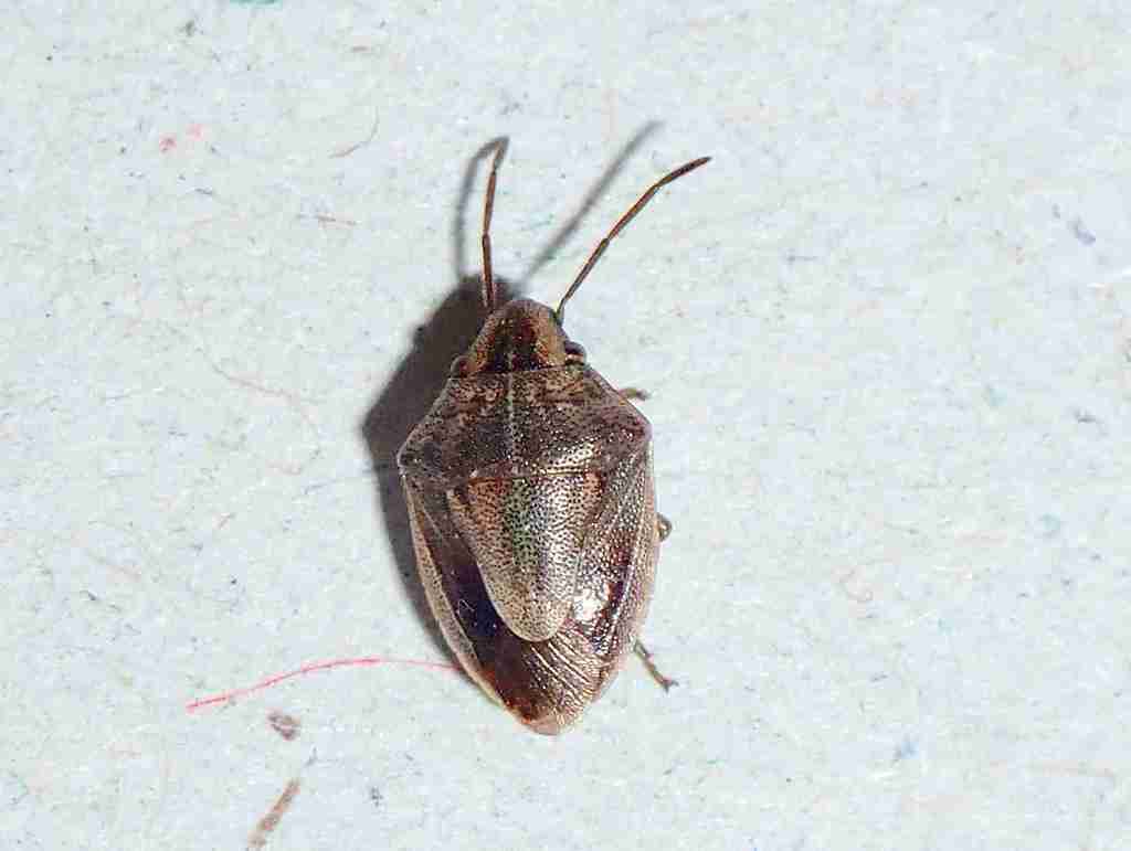 Aeliomorpha lineatocollis