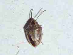 Aeliomorpha lineatocollis