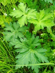 Geranium sibiricum