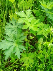 Geranium sibiricum