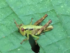 Parapodisma tenryuensis