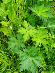 Geranium sibiricum