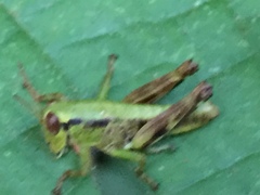 Parapodisma tenryuensis