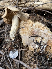 Clitocybe albirhiza