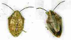 Aeliomorpha lineatocollis